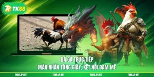 Trải nghiệm đá gà TK88 với 3 hình thức khó lòng rời mắt
